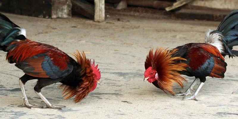 Đá gà 33win giới thiệu