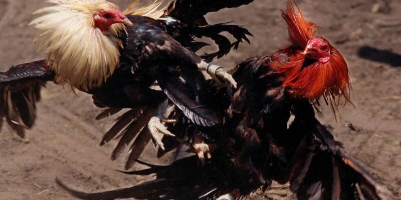 Đá gà cựa sắt 